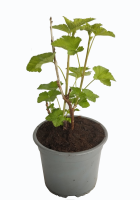 uva espino roja planta2 (R)